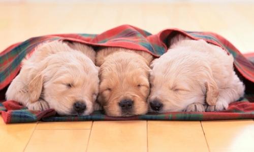 The little dog of three golden retrievers which locate in a line and go to sleep --- Image by © R. CREATION/amanaimages/Corbis