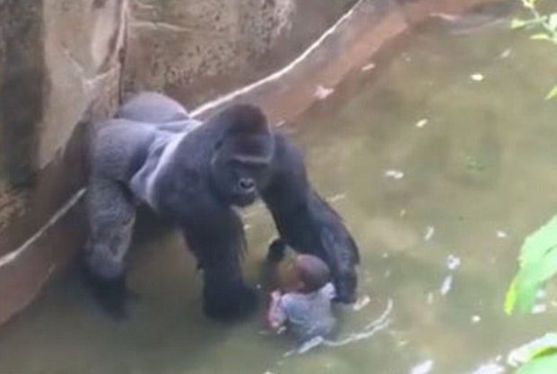 Help from Harambe: Where Do Babies Come From?